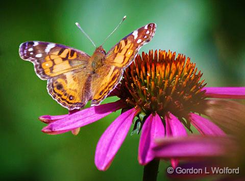 Butterfly On A Coneflower_27809.jpg - American Painted Lady (Vanessa virginiensis) photographed near Carleton Place, Ontario, Canada.
